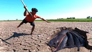 It's amazing catfish! catch under the ground monster catfish this time dry season by hand