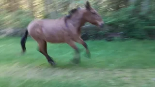 Mule, donkeys zoomies & kicks