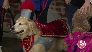 This "paw'-some parade is celebrating 25 years of fun