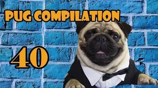 Pug Compilation 40 NEW ! - Funny Dogs but only Pug Videos | Instapugs