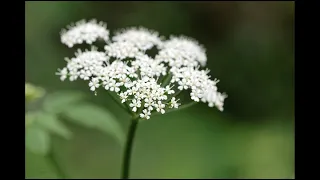 Ombellifères : une nouvelle de Philippe Claudel