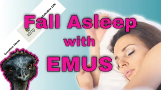 Fall Asleep with Relaxing Music for Emus #emus #relaxation