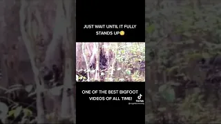 One of the best Bigfoot videos of all time