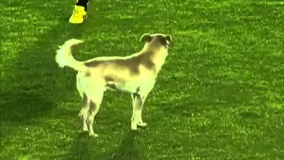 Cachorro invade campo e a torcida grita olé - Santa Fé 4x1 Botafogo - 2011