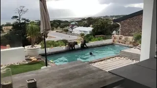 The Kommetjie Baboons having some fun by the pool