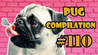 Pug Compilation 110  - Funny Dogs but only Pug Videos | Instapugs