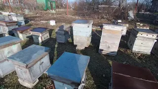 Вопрос на почту про пчёл