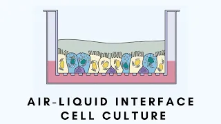 Air-Liquid Interface (ALI) Cell Culture Model