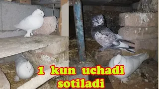 1 kun uchadi uyga kelselar uchirib beraman +7 7021360083 kami obedgacha uchadi100% garantiya #pigeon