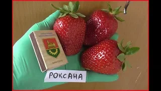 РОКСАНА -проверенный итальянский сорт высокоурожайной клубники.