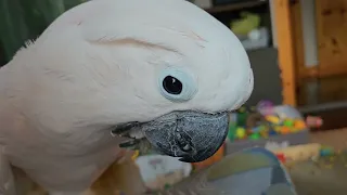 Don't Touch A Cockatoo"s Book !!