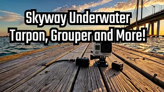EPIC GoPro Footage Beneath Skyway Fishing Pier! (VIRAL!)