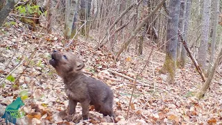 Small wolf pup's first howls