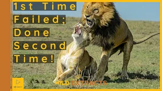 Lion Couple Mates After Fighting for First Time Fail || Masai Mara || Wild Extracts