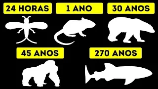 Os Tempos De Vida Mais Curtos E Mais Longos Dos Animais