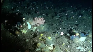 Footage sponge ground during high current in the Arctic deep-sea