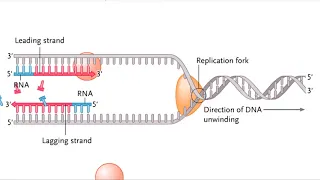 Semidiscontinuous DNA replication