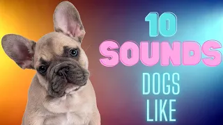 10 Sounds Dogs Like To Hear