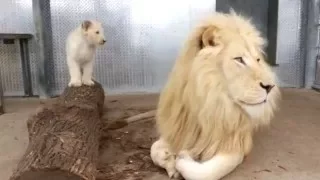 Toronto Zoo's Lion Cubs with Dad Fintan