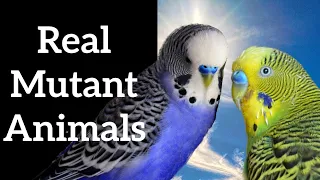 Real Mutant Animals - Genetic Mutations Explained