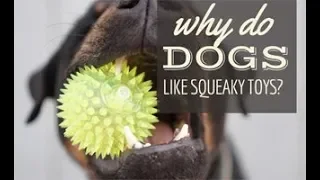 Why Dogs Like Squeaky Toys? Explained.