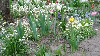 ТОПчик 3-ох грунтопокривних рослин квітня!🔥Арабіс. Флокс шиловидний. Барвінок.