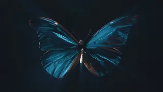 The butterfly and The Chaos Theory Documentary