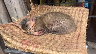 Baby kitten found In pasupati temple