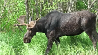 Moose feeding from under water