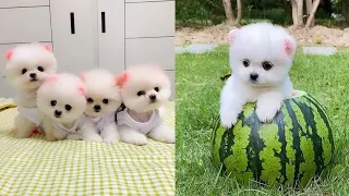 Cute and Funny Pomeranian Videos 164 #Shorts