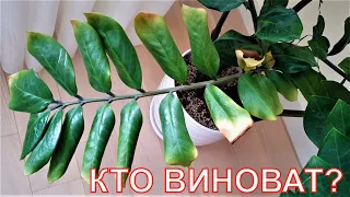 Желтый лист у замиокулькаса. Кто виноват и Что делать?