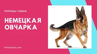 Всё о породе НЕМЕЦКАЯ ОВЧАРКА: история, описание, содержание