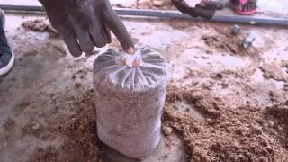 Oyster Mushroom Farming at the Kumasi Institute of Tropical Agriculture (KITA) -- Peace Corps Ghana