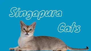 Singapura Cats 101 : Fun Facts | Cute & Spunky Cats