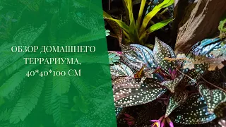 Обзор домашнего террариума 40*40*100 см