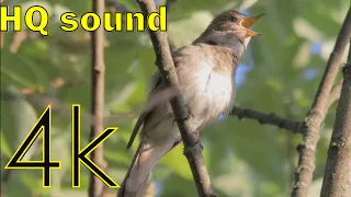 Соловей поёт / Nightingale sings