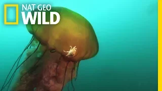 This Jellyfish Contains an Ecosystem | Nat Geo Wild