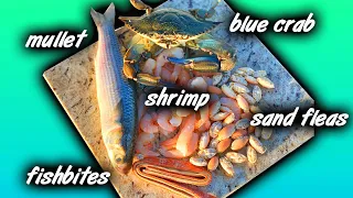 TOP 5 BAITS FOR SURF FISHING!