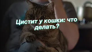 Цистит у кошки: что делать?