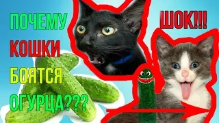 ШОК ВИДЕО! ПОЧЕМУ КОШКИ БОЯТСЯ ОГУРЦА? / SHOCK!!! WHY ARE CATS AFRAID OF CUCUMBER?