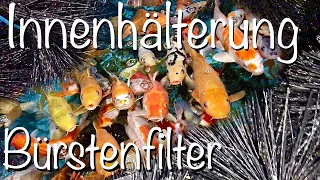 Koi Innenhälterung mit Bürstenfilter 🤔 Wasserqualität & Vitalität 🧐 bei kalten Wassertemperaturen