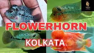 Flowerhorn Fish Farm in Kolkata no.1 flowerhorn shop srd, kml, golden thaisilk, available low price