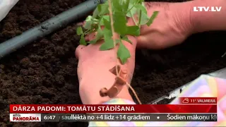 Dārza padomi: tomātu stādīšana