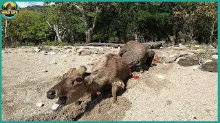 Animals Ripping Apart And Eating Their Prey While It’s Still Alive