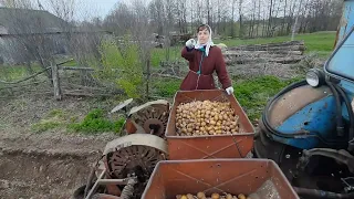 Быстрая посадка картофеля трактором МТЗ с картофелесажалкой