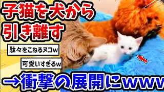 【2ch動物スレ】犬から離れようとしない可愛い子猫 → 衝撃の展開にwww