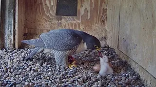 FalconCam Project~X with prey! He  is preparing it ~10:18 a.m. 2022/10/03