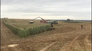 A herd of wild boars in a corn field running away from the combine