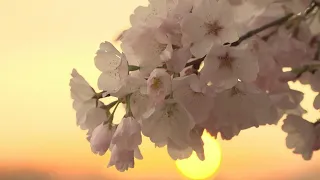 Early peak bloom for cherry blossom trees in Washington spell climate change | AFP