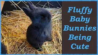 🐾Adorable Baby Bunnies Stand Tall & Feast with Mom🐰💕